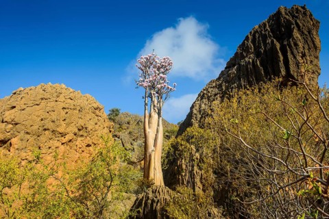 Bottle Tree (Adenium obesum) in bloom