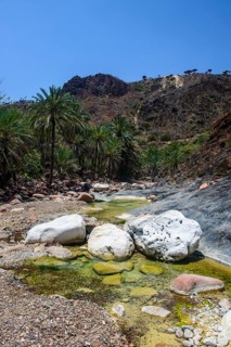 Socotra Dragon Tree or Dragon Blood Tree (Dracaena cinnabari) forest