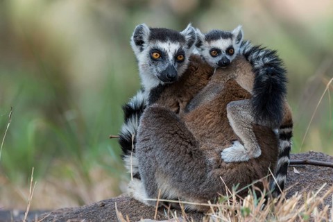 Ring-tailed Lemur (Lemur catta)