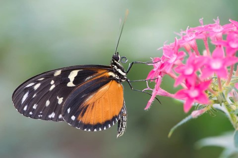 Tiger Longwing (Heliconius hecale)
