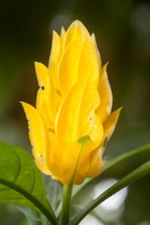 Lollipop Plant or Golden Shrimp Plant (Pachystachys lutea)