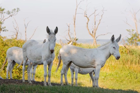 Four Austria-Hungarian White donkeys or Baroque Donkeys