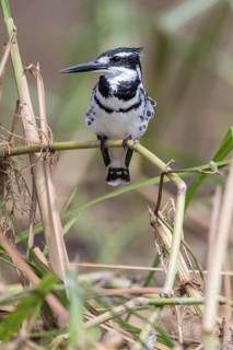Pied Kingfisher (Ceryle rudis)
