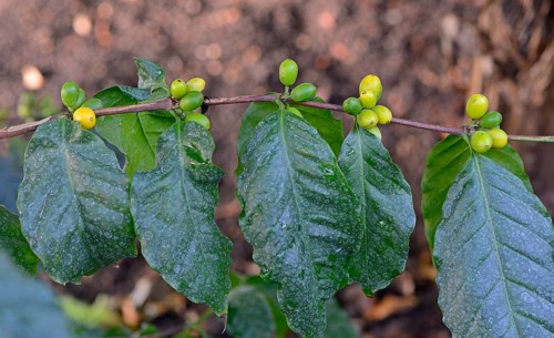 African Coffee (Coffea stenophylla)
