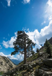 Tree on a hillside in the mountains