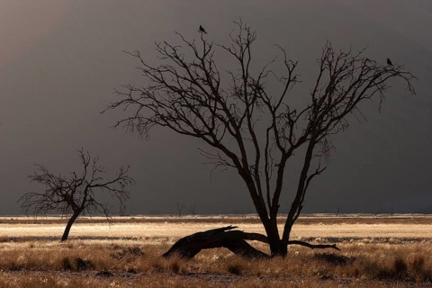 Dead Camel thorn tree (Vachellia erioloba)