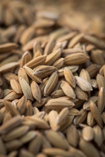 Rice grains