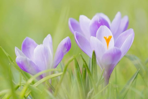 Purple crocuses (Crocus)