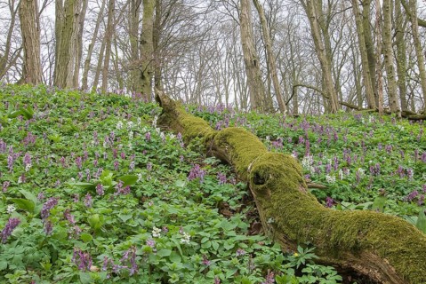 Hollowroot (Corydalis cava) covering forest floor