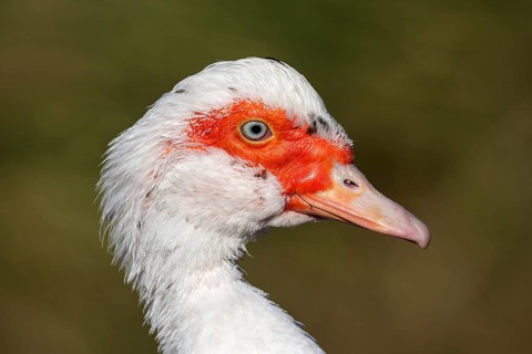 Muscovy duck (Cairina moschata)