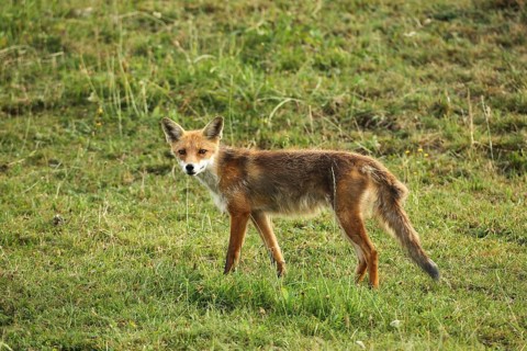 Red fox (Vulpes vulpes) Start of mange
