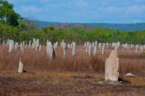 Termite mounds in the Litchfield National Park