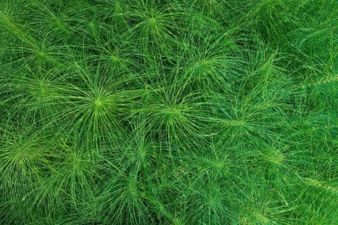 Great Horsetail (Equisetum telmateia)