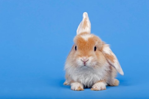 Dutch rabbit
