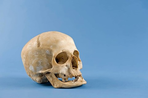 Human skull