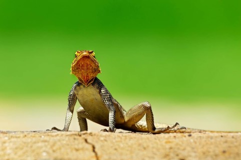 Namib Rock Agama (Agama planiceps)