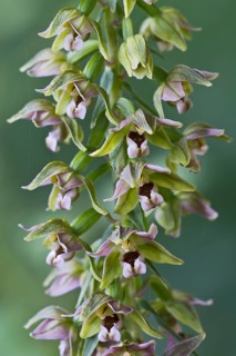 Broad-leaved Helleborine (Epipactis helleborine)