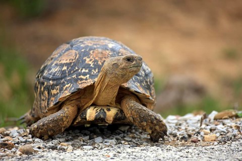 Leopard Tortoise (Testudo pardalis)