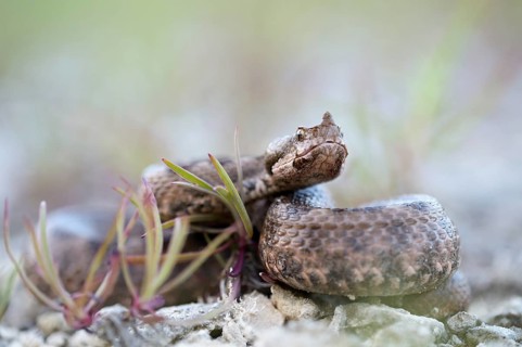 Horned Viper (Vipera ammodytes)