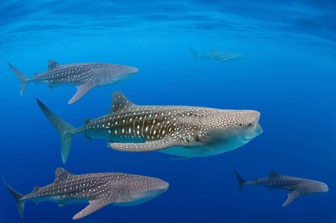 Whale shark (Rhincodon typus)