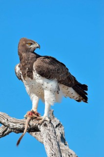 Martial Eagle (Polemaetus bellicosus)