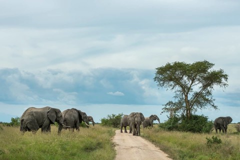 African Elephants (Loxodonta africana)
