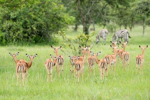 Herd of Impalas (Aepyceros melampus)
