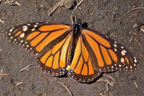 Monarch butterfly (Danaus plexippus)