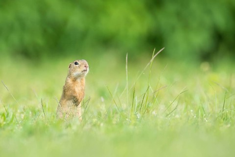 European ground squirrel (Spermophilus citellus)