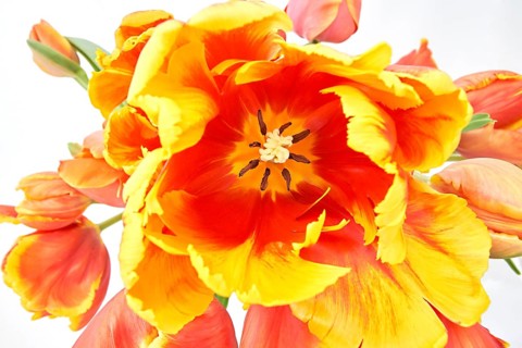 Parrot Tulips (Tulipa)