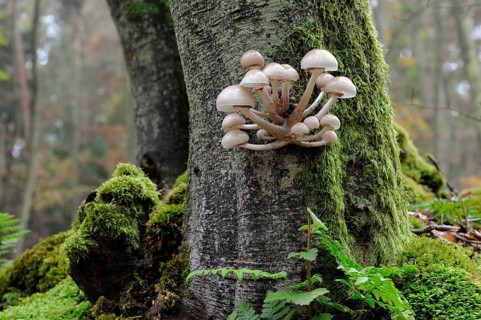 Porcelain Fungus (Oudemansiella mucida)