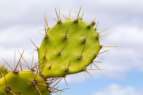 Leaf with spines