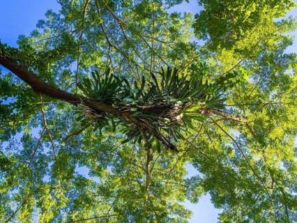 Lianas in the trees at Frenchmans Cove