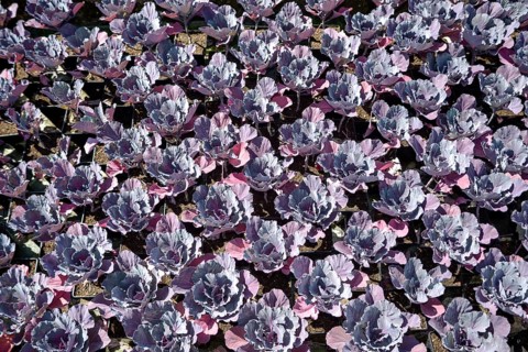 Red cabbage (Brassica oleracea convar. Capitata var. Rubra L.) bed