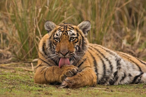 Sub-adult Bengal or Indian tiger (Panthera tigris tigris) resting on a grassy patch of ground