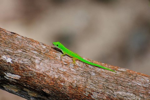 Seychelles Small Day Gecko or Stripeless Day Gecko (Phelsuma astriata semicarinata)