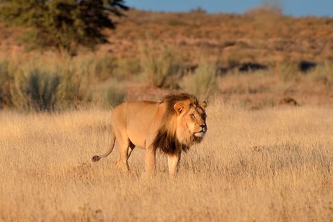 Lion (Panthera leo)