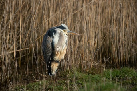 Grey Heron (Ardea cinerea)