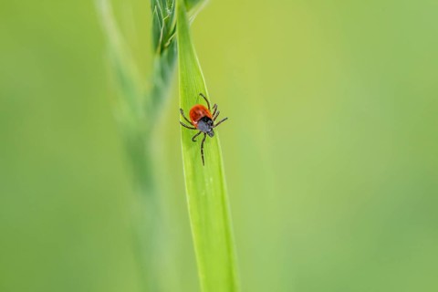 Female tick