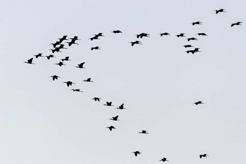 Glossy ibis (Plegadis falcinellus)
