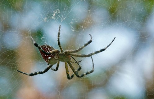 Tropical Tent-Web Spider (Cyrtophora citricola minahassae)