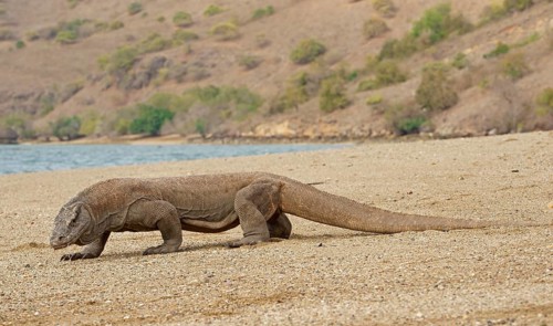 Komodo Dragon (Varanus komodoensis)