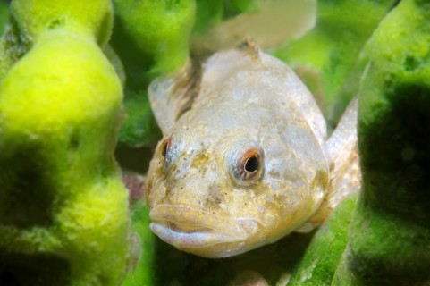 Bighead Sculpin (Batrachocottus baicalensis)