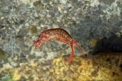 Gammarid (Eulimnogammarus violaceus)