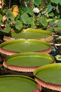 Giant leaves of the Santa Cruz Water Lily or Irupe (Victoria cruziana)