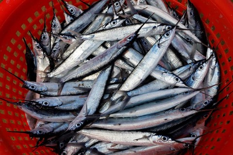Silvery fish