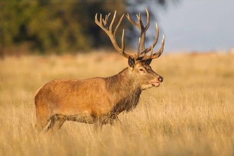 Red Deer (Cervus elaphus)