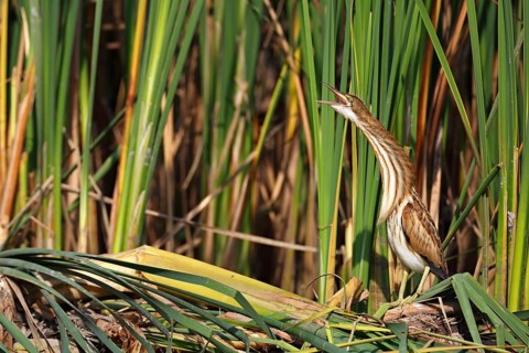 Little Bittern (Ixobrychus minutus)