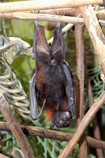 Large flying fox (Pteropus vampyrus)