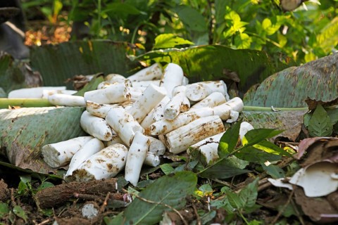 Peeled cassava root on the jungle floor